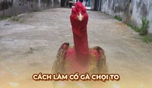 Blog Ga6789 - Tổng hợp những thông tin hữu ích về đá gà