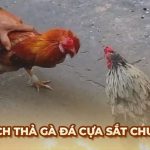 Ga6789 🎖️ Link Đá Gà 6789 Trực Tiếp Chính Thức Tại Việt Nam