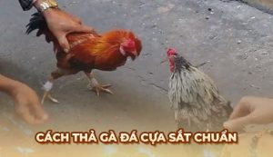 Blog Ga6789 - Tổng hợp những thông tin hữu ích về đá gà
