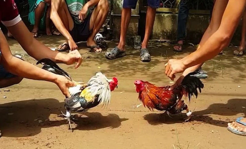 Cách thả gà đá cựa sắt giúp sư kê tăng cơ hội chiến thắng