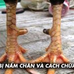 Ga6789 🎖️ Link Đá Gà 6789 Trực Tiếp Chính Thức Tại Việt Nam