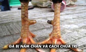 Blog Ga6789 - Tổng hợp những thông tin hữu ích về đá gà